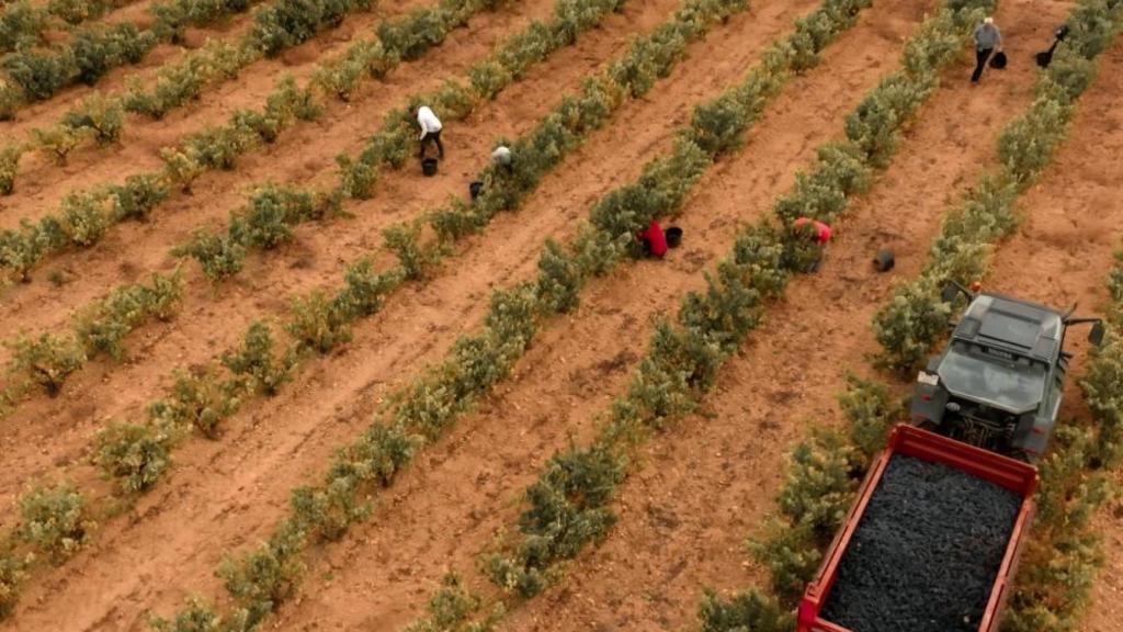 El nuevo proyecto de Grupo Barón de Ley en D.O Ribera de Duero.