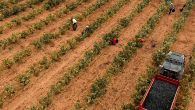 El nuevo proyecto de Grupo Barón de Ley en D.O Ribera de Duero.