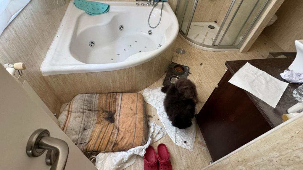 El aseo del cuarto de los gemelos, de 8 años, era el habitáculo para el gato de la familia que tenía un tumor y vivía entre excrementos.