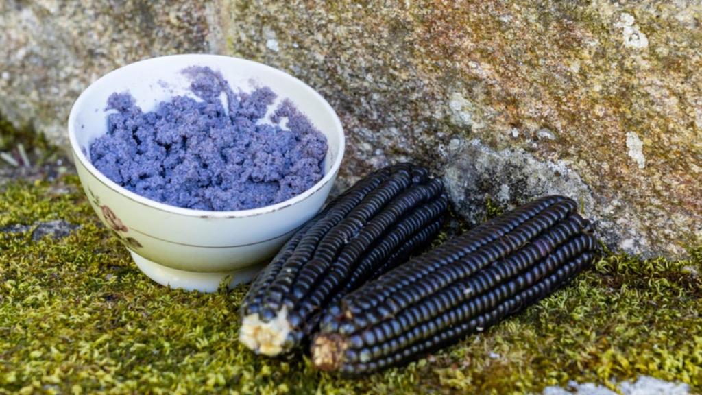 'Millo corvo', maíz típico de Galicia