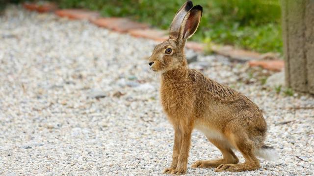 Imagen de archivo de una liebre.