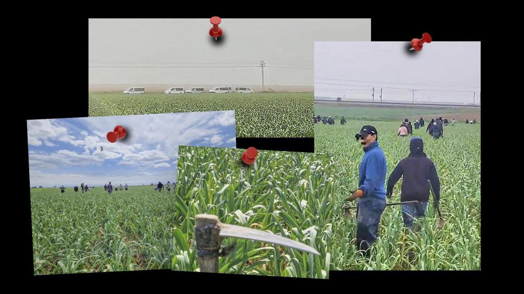 Los nuevos esclavos del campo manchego que toman 'crack' para resistir: A nuestros negreros no les importa que tomemos mierda dura mientras trabajemos