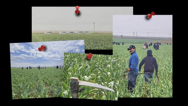 Los nuevos esclavos del campo manchego que toman 'crack' para resistir: A nuestros negreros no les importa que tomemos mierda dura mientras trabajemos