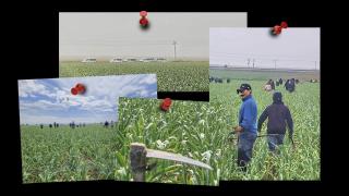 Los nuevos esclavos del campo manchego que toman 'crack' para resistir: A nuestros negreros no les importa que tomemos mierda dura mientras trabajemos