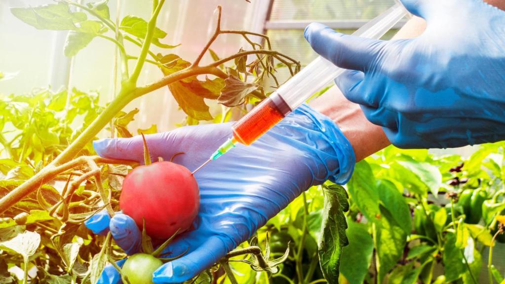 Los Organismos Modificados Genéticamente (OMG) son aquellos cuyo material genético (ADN) ha sido alterado artificialmente.