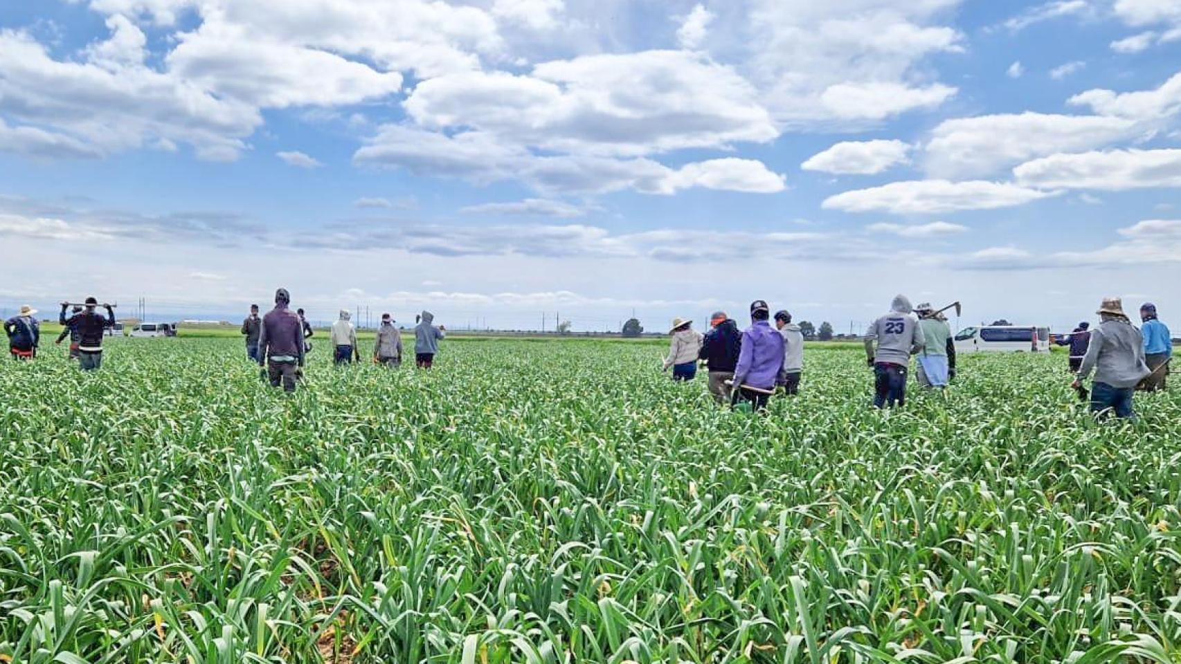 Jornaleros extranjeros trabajan en el campo.