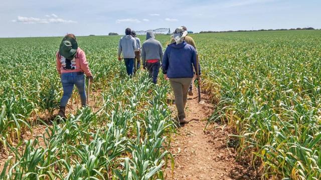 La propuesta busca beneficiar a trabajadores del sector agrícola en Texas.