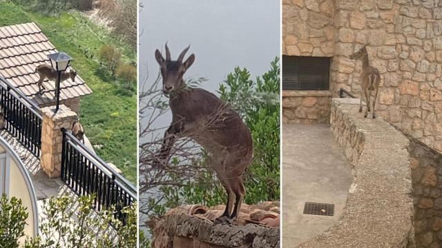 Ejemplares de cabras montesas en Jorquera (Albacete).