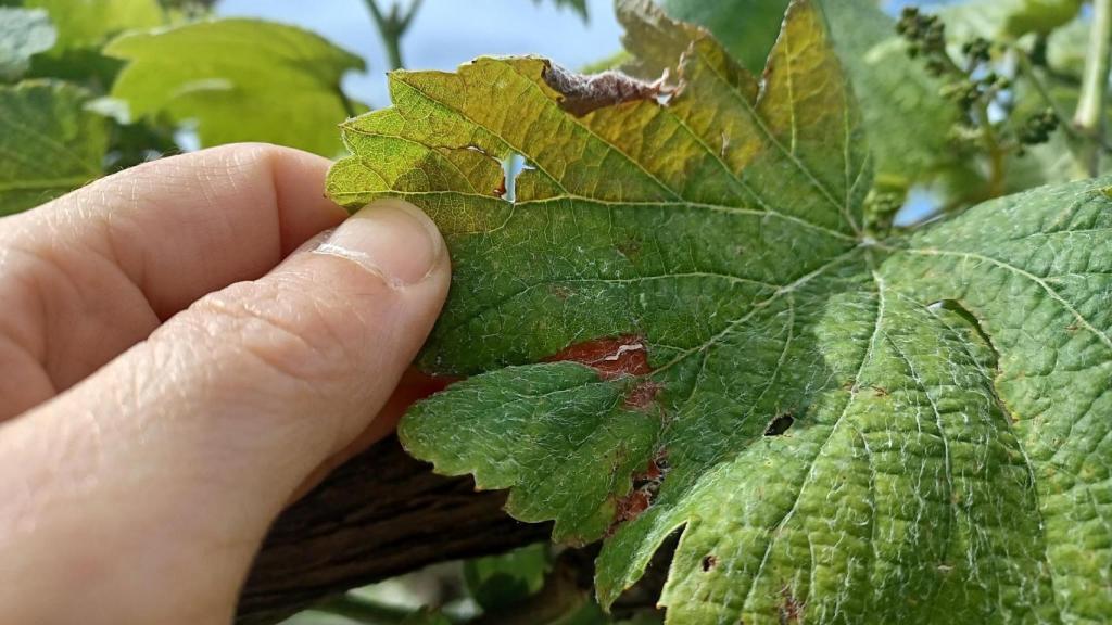 La Diputación de Pontevedra recomienda revisar viñedos ante manchas y síntomas de mildiu