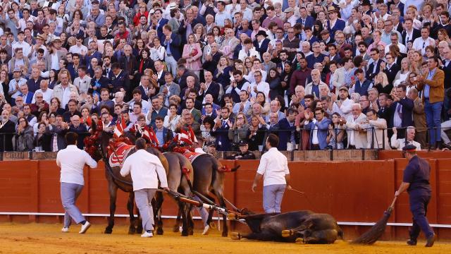 El toro 'Mosquetón' de Victorino durante la vuelta al ruedo en Sevilla.