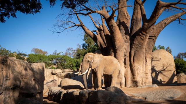 Bioparc Valencia.