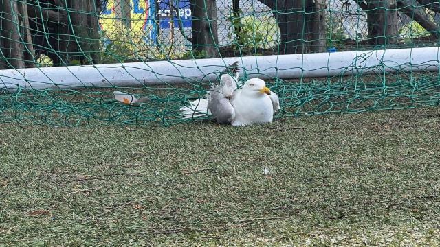 Una gaviota atrapada durante horas en una portería del campo de fútbol de A Grela, en A Coruña