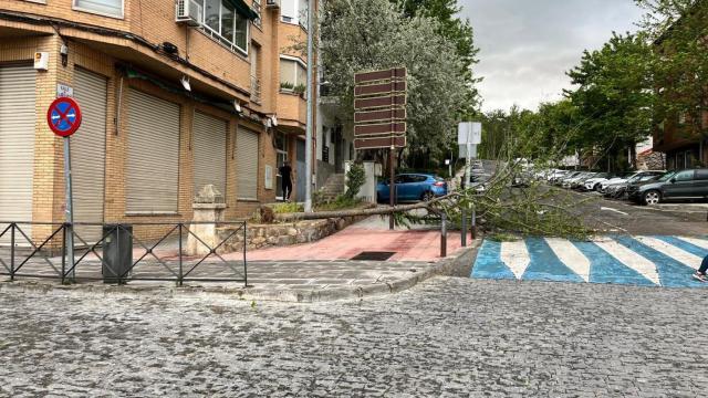 Árbol derribado por el viento en la calle Cabrahigos de Toledo.