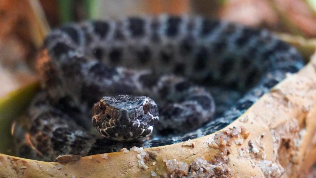 La exposición es una de las favoritas del parque.