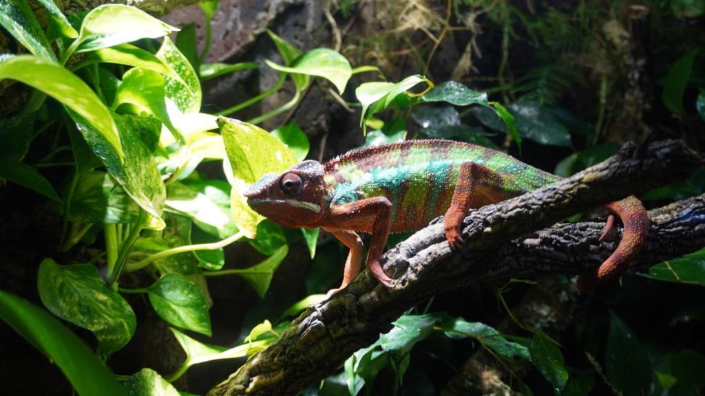 Un camaleón de Terra Natura.