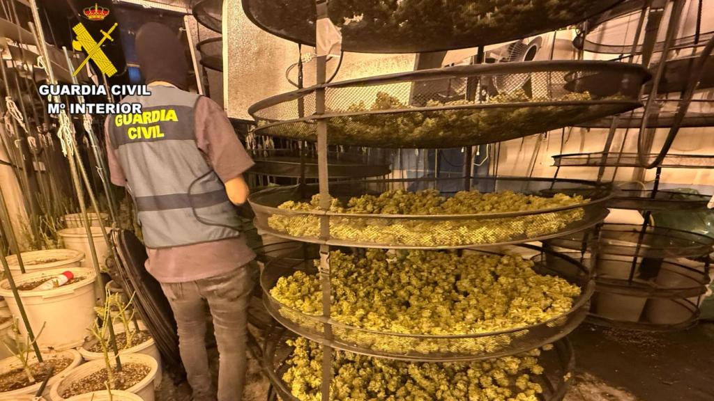 Marihuana incautada en una investigación de la Guardia Civil en Zaragoza