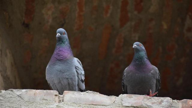Palomas en Valencia. Ayuntamiento de Valencia