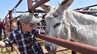 Feria ganadera de San Isidro en Lumbrales 2023