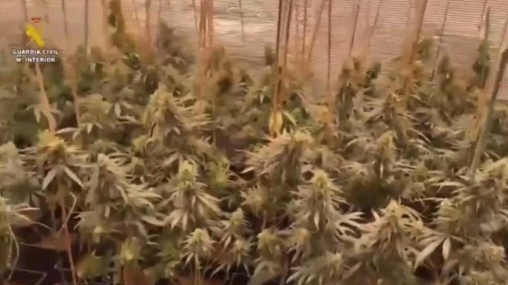 Plantación de marihuana en Seseña. Foto: Guardia Civil.