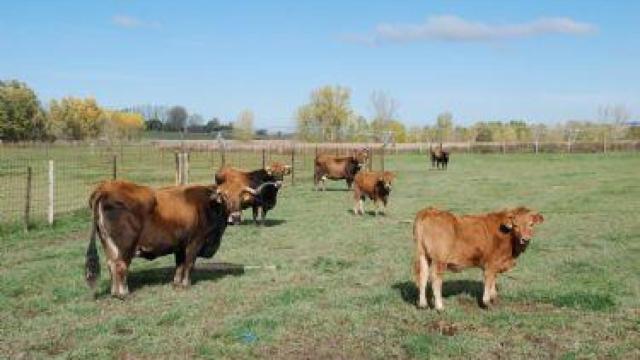 Vacas de la raza alistana