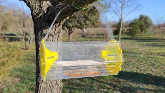 La trampa para avispas V-Guard en un árbol.