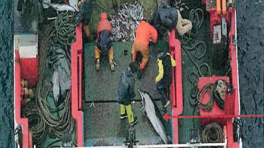 Arrastrero con base en la provincia de A Coruña que capturó 18 delfines muertos
