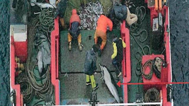 Arrastrero con base en la provincia de A Coruña que capturó 18 delfines muertos