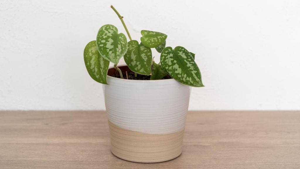 Una planta en una casa.