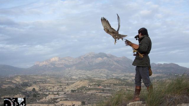 David Santacreu, con su halcón 'Sheik'.