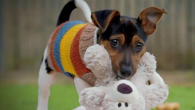 Imagen de un simpático perrito.