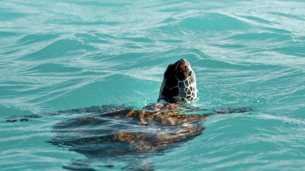 Tortuga en la Isla de Sal.