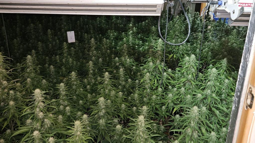 Las plantas de marihuana descubiertas en una de las viviendas de Talavera.
