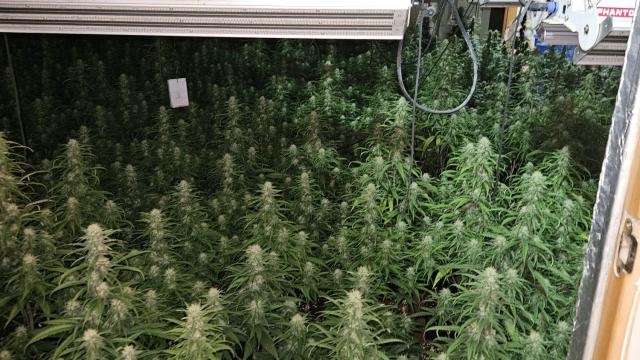 Las plantas de marihuana descubiertas en una de las viviendas de Talavera.