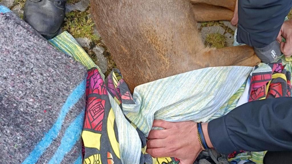 Los agentes recogen al ciervo