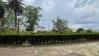 Olmos en el jardín de San Carlos