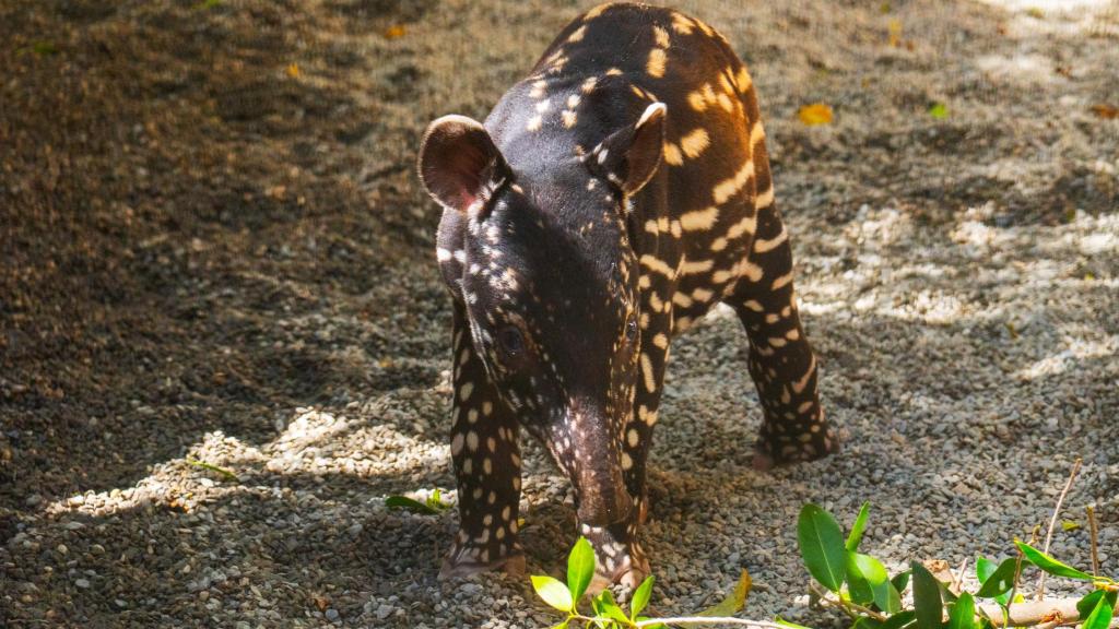 La cría de tapir malayo nació en Bioparc Fuengirola.