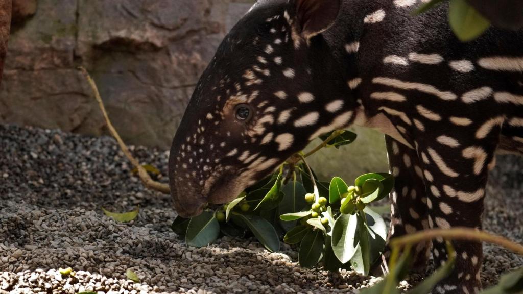 La cría de tapir malayo de Bioparc Fuengirola.