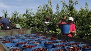 Imagen de archivo de la campaña de recogida de cereza