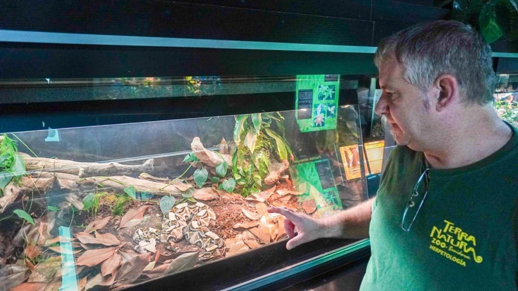 El experto junto a una víbora de Gabón, capaz de matar a un elefante.