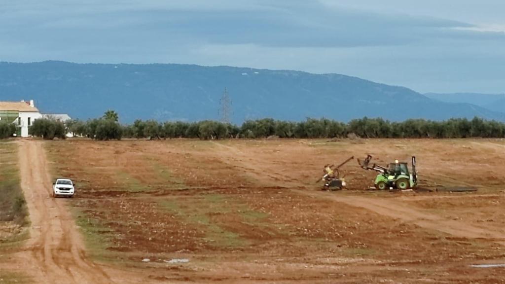 Uno de los olivares, convertido en desierto para plantar una fotovoltaica.