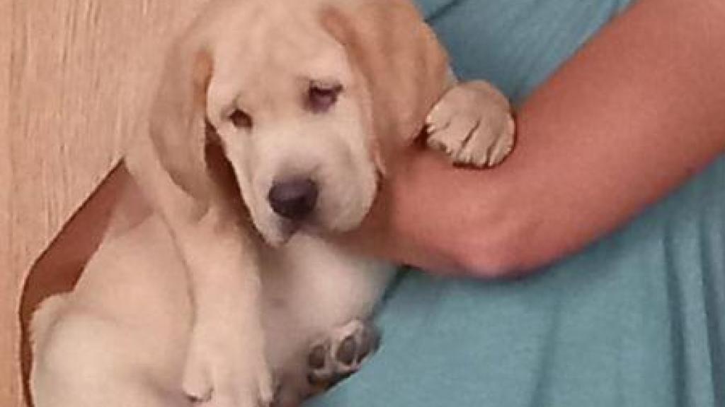 A la derecha, una de las acciones en El Retiro por la muerte de Wisper. A la izquierda, María Gironza con Wisper de cachorro.