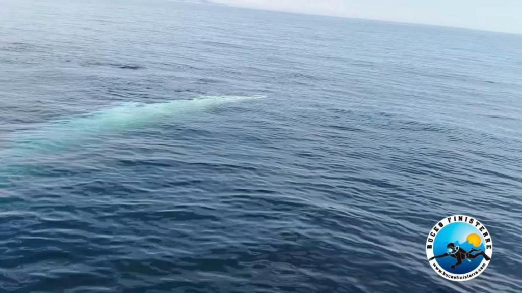 Una ballena de casi 9 metros sorprende en Fisterra (A Coruña) a un grupo de buzos