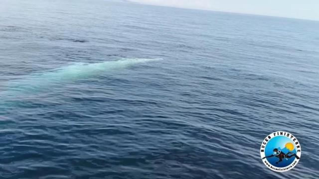 Una ballena de casi 9 metros sorprende en Fisterra (A Coruña) a un grupo de buzos