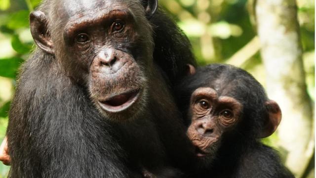 Madre chimpancé y su cría en el Parque Nacional Taï. Liran Samuni, Tai Chimpanzee Project