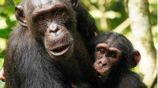 Madre chimpancé y su cría en el Parque Nacional Taï. Liran Samuni, Tai Chimpanzee Project