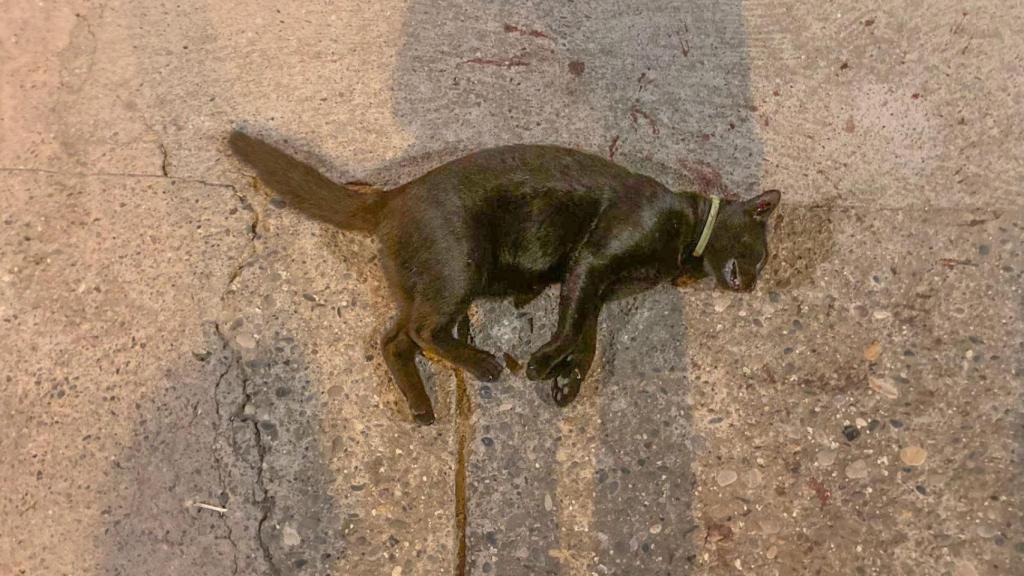 Detalle de un gato hallado por el Arca de Santi con impactos de perdigón en la nuca. Murió de forma instantánea.