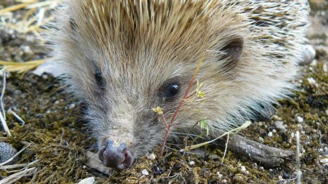 Un ejemplar de erizo europeo. Foto: Erisos.org