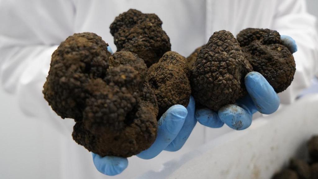 Una persona sostiene varias trufas