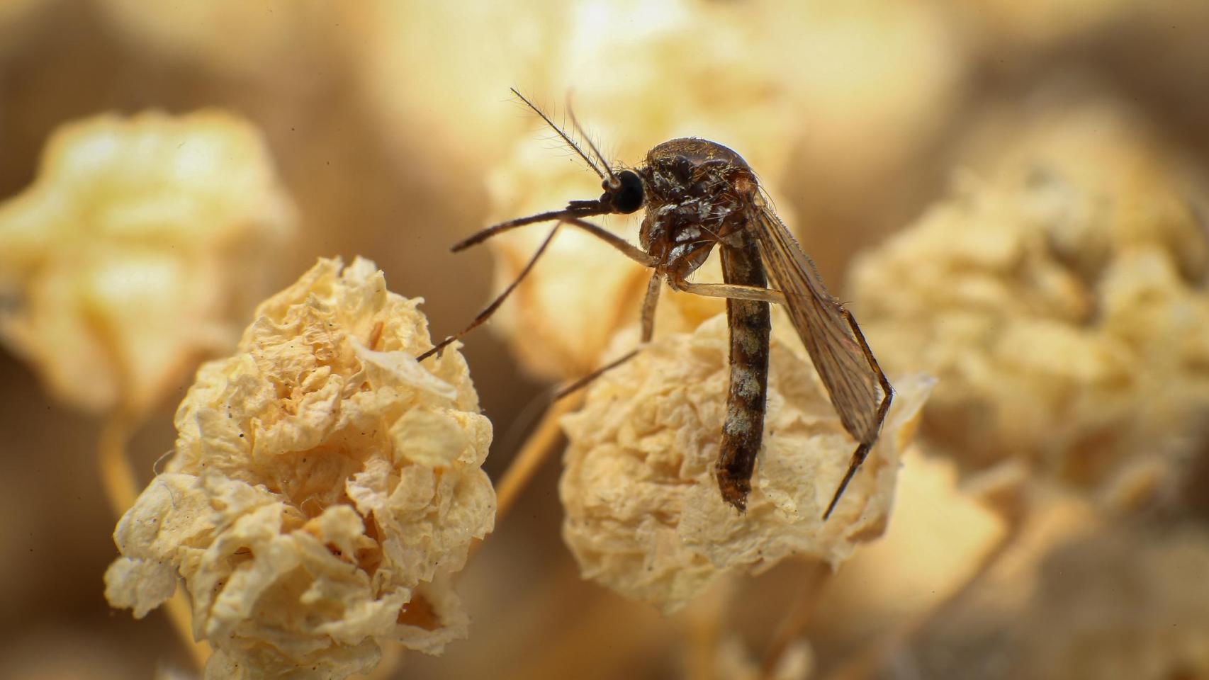 Primer plano del mosquito doméstico común ('culex pipiens').