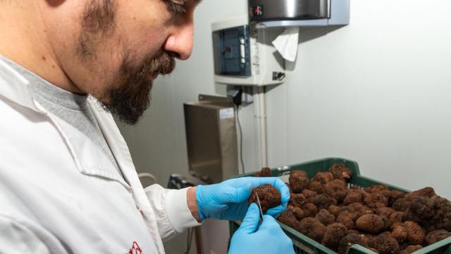 Un trabajador sostiene una trufa en la fábrica de Soria